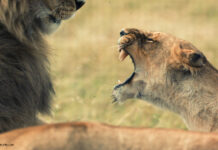 Loewen National Geographic Wild