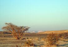 Wüste Timna-Nationalpark