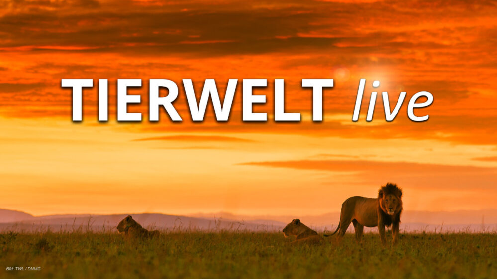 Schriftzug "Tierwelt live" vor einer Savannenlandschaft mit Löwen. Der FAST Channel ist jetzt gratis bei Tivee verfügbar.