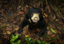 Bär in "Das geheime Leben der Tiere"