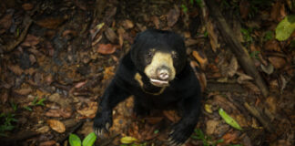 Bär in "Das geheime Leben der Tiere"