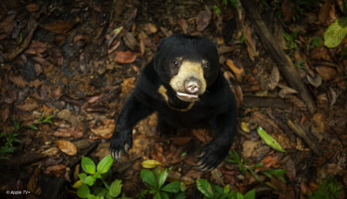 Bär in "Das geheime Leben der Tiere"